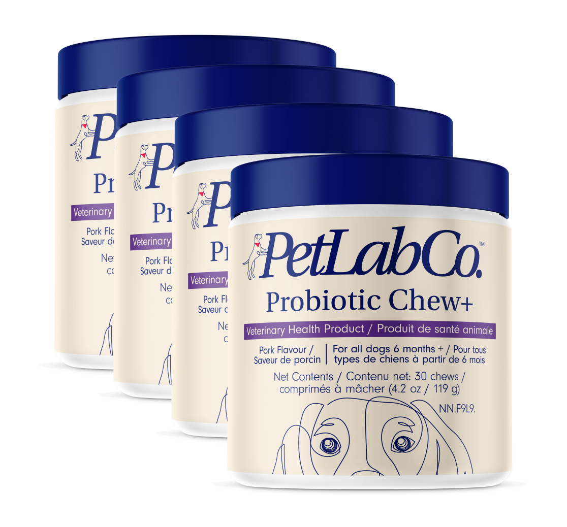Probiotic For Dogs Beneficial Bacteria To Support Digestion