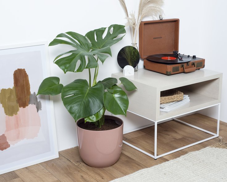 Why Do Monsteras Have Holes? easyplant