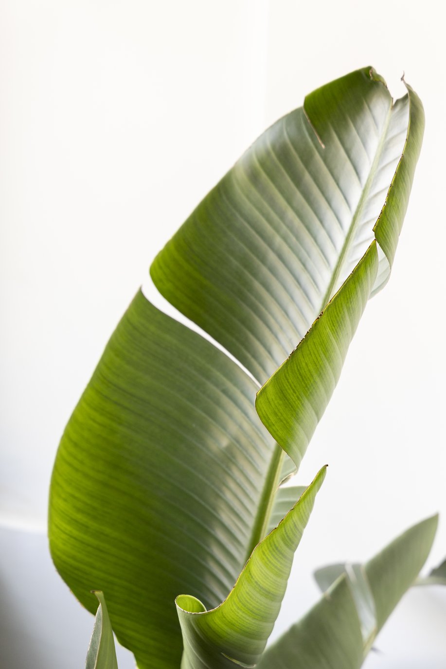 Why Are My Bird of Paradise Leaves Curling? | easyplant