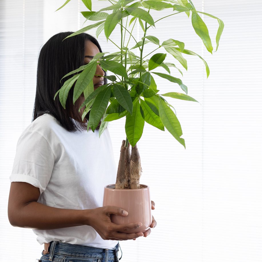 Where to Place A Money Tree | easyplant