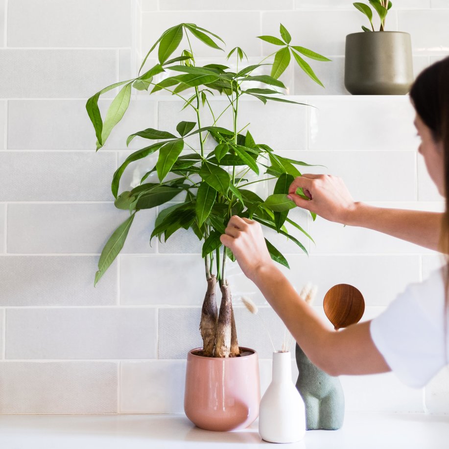 Common Signs Your Money Tree is Underwatered