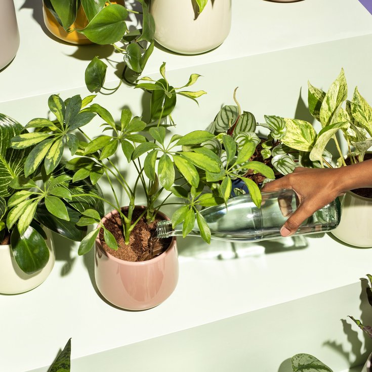 Types of Schefflera Plants | easyplant