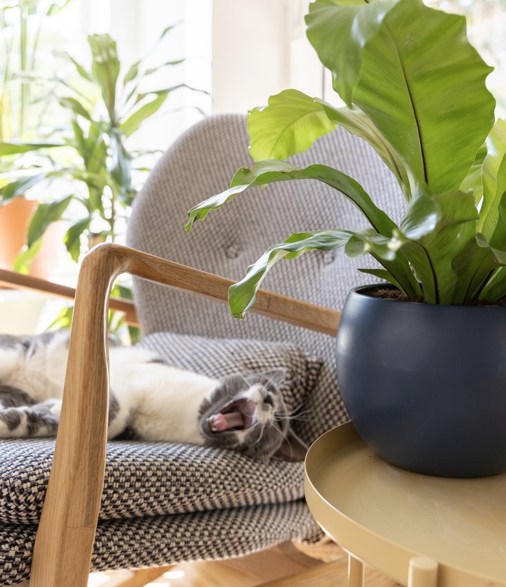 The Ultimate Plant Gift Guide easyplant