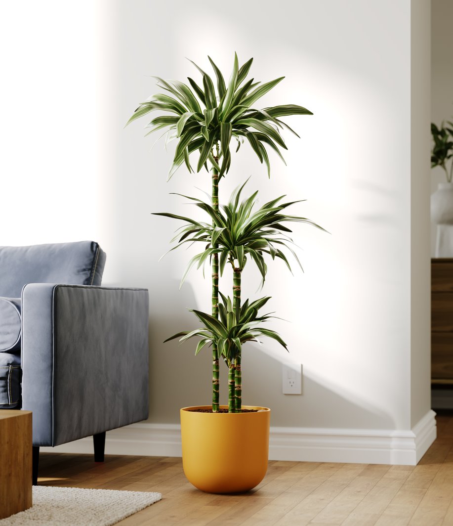 8 Low-Light Houseplants For Your Home | easyplant