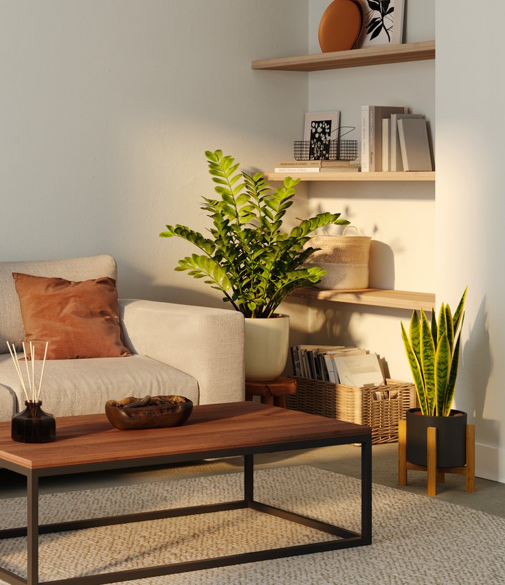 Why Is My ZZ Plant Turning Brown? easyplant