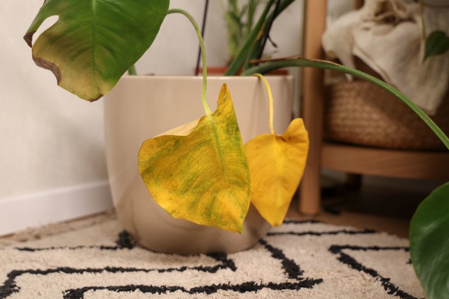 Why Are My Monstera Leaves Turning Yellow? easyplant