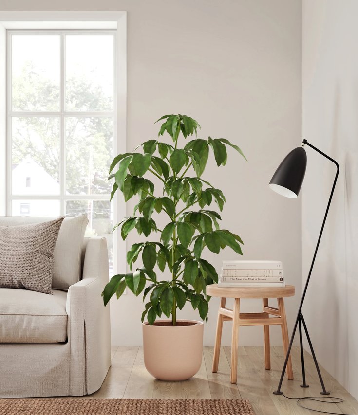 Types of Schefflera Plants | easyplant