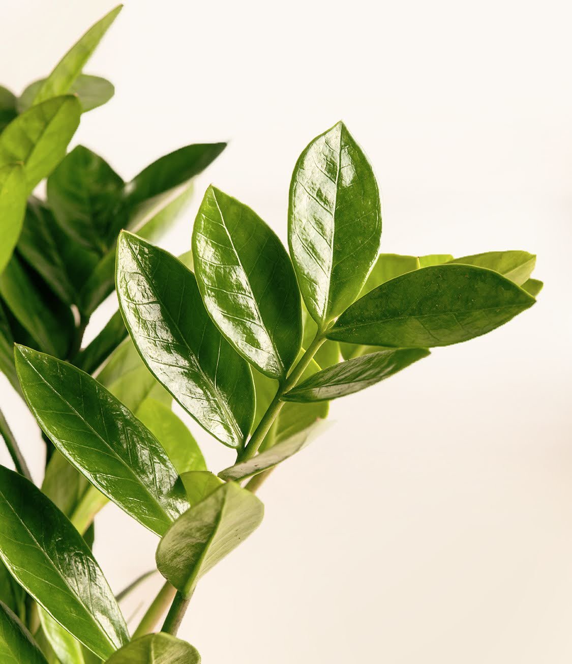 Why Is My ZZ Plant Turning Brown? easyplant