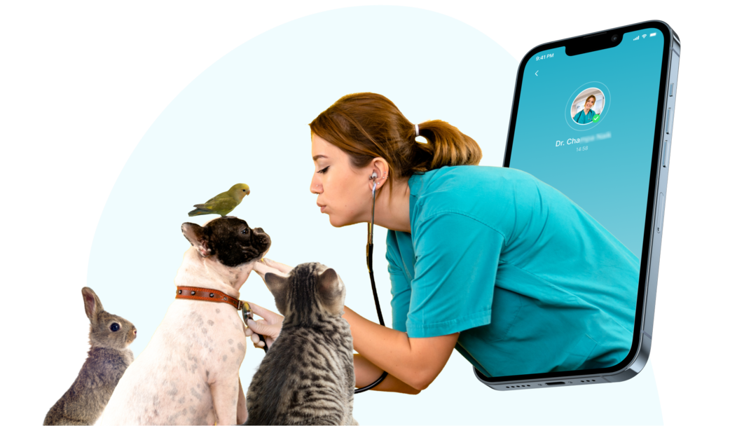 Online Vet Consultations Wagr Petcare