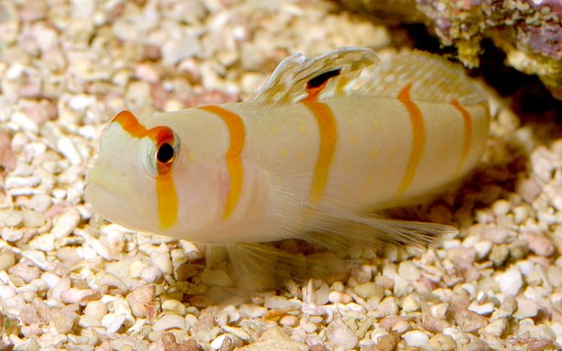 Exotic Fish – Deep Sea Creations