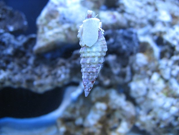 Exotic Fish – Deep Sea Creations