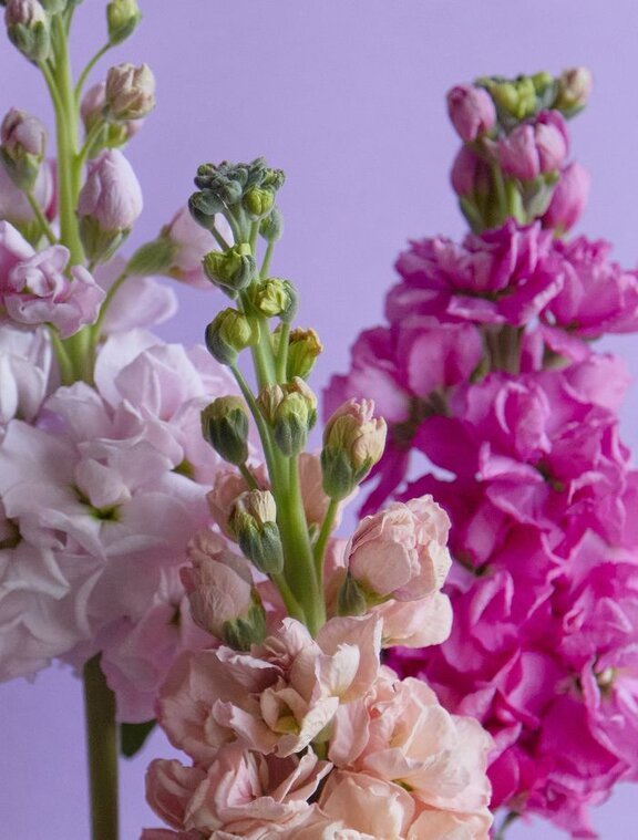 Scented Stocks for Spring - Freddie's Flowers