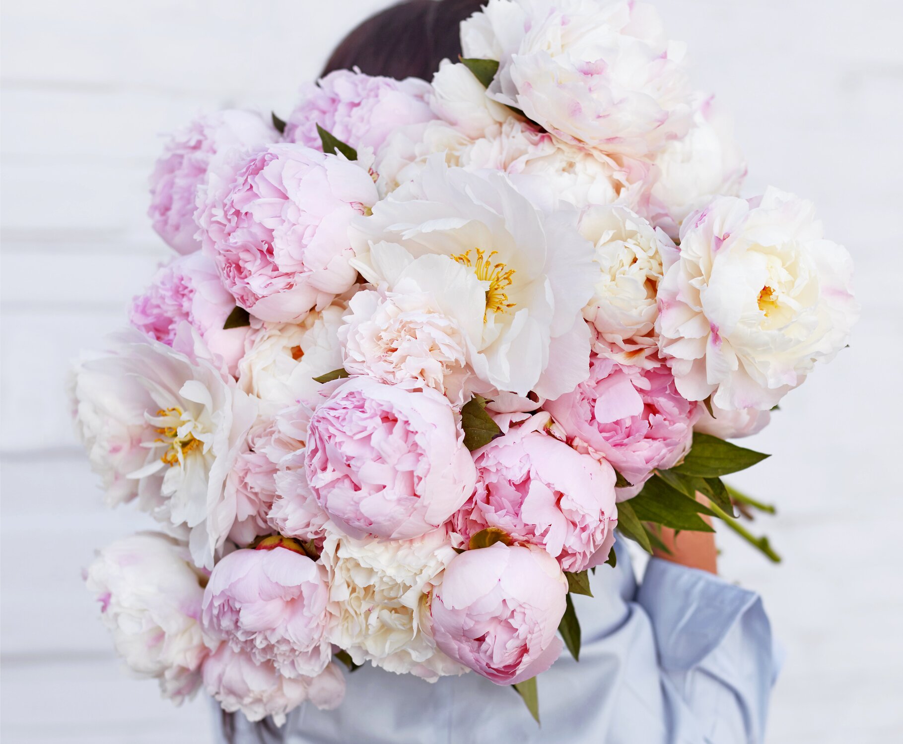 Peonies Everything You Need To Know Freddie's Flowers