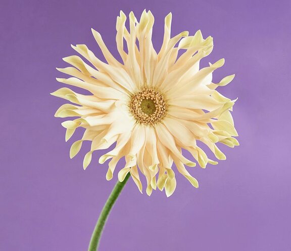 Weird & Wonderful Flower Varieties - Freddie's Flowers