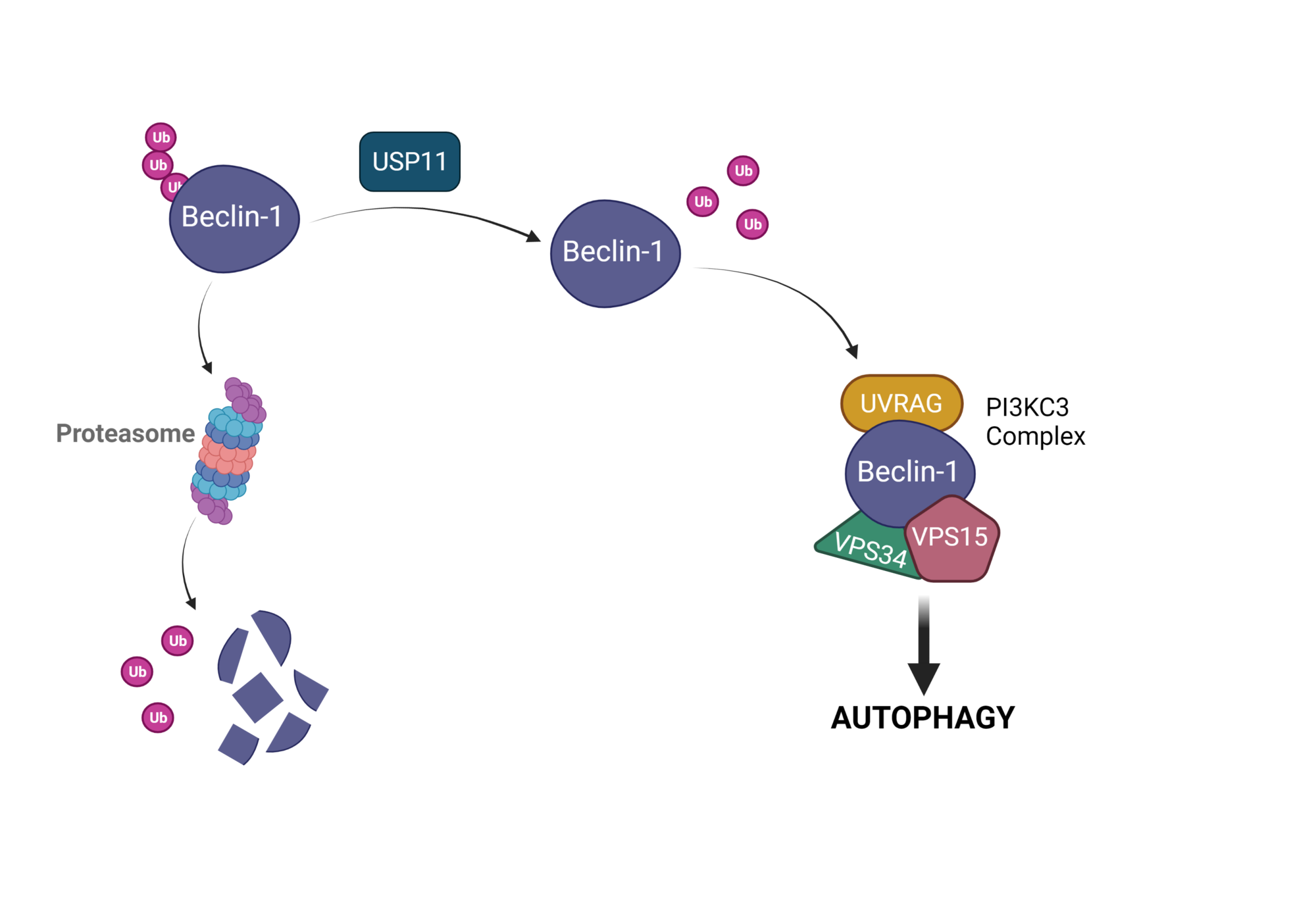 USP11 Target for Cancer Autophagy | Fortis Life Sciences