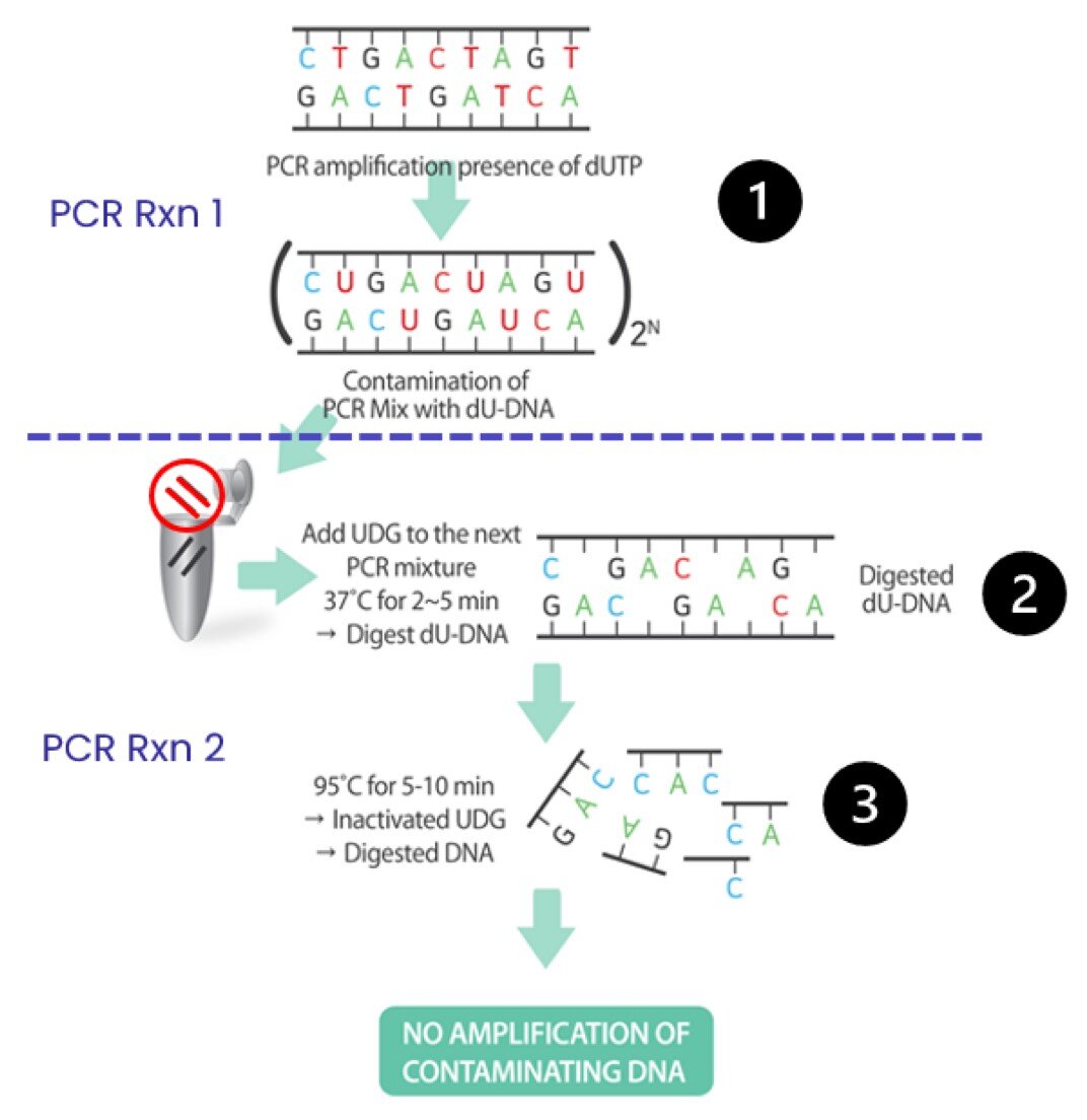 Solutions for Common Challenges in Developing PCR-Based Diagnostic ...