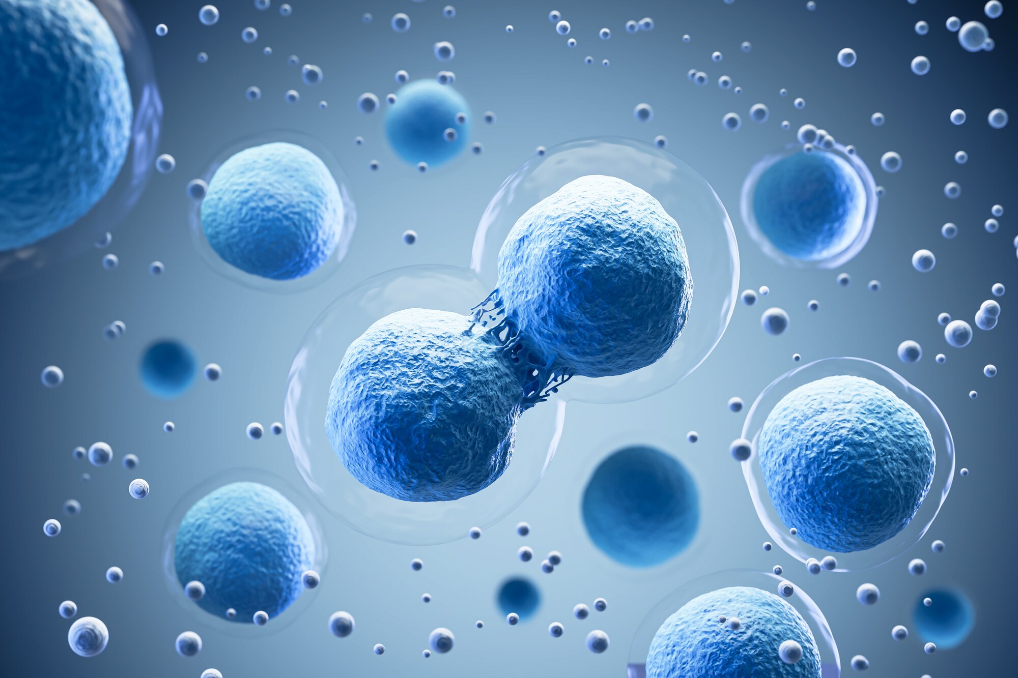 Focus on the Cell Cycle | Fortis Life Sciences