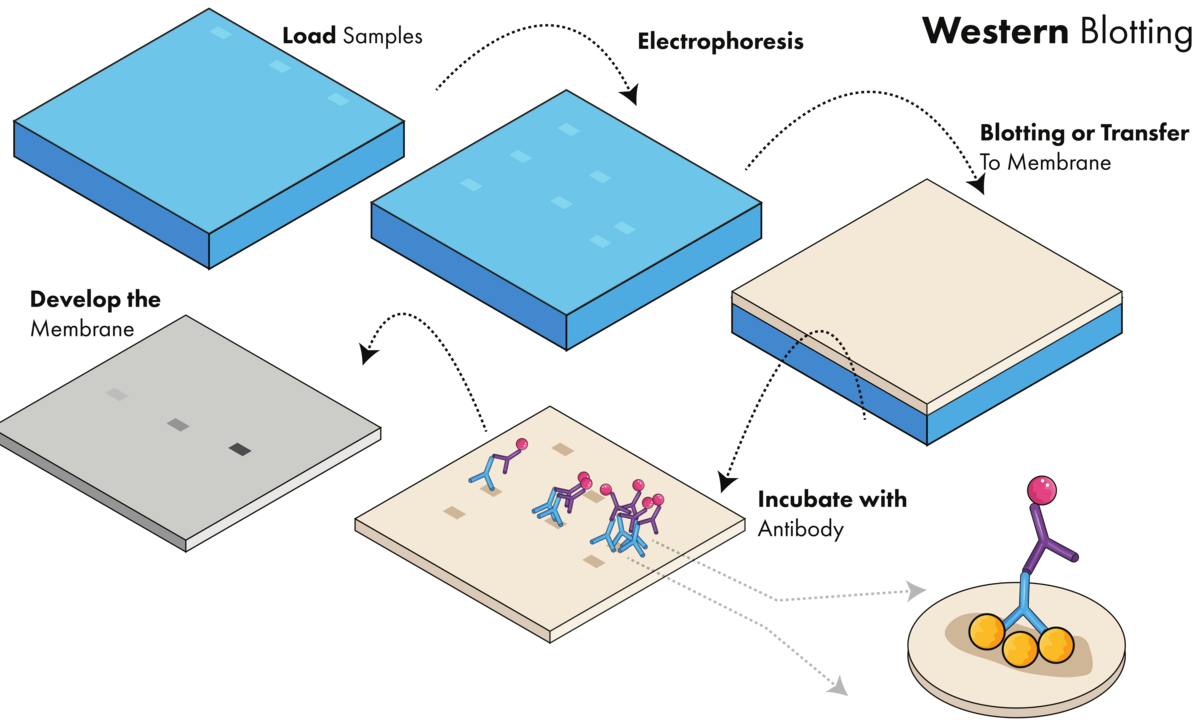 Western Blotting | Fortis Life Sciences