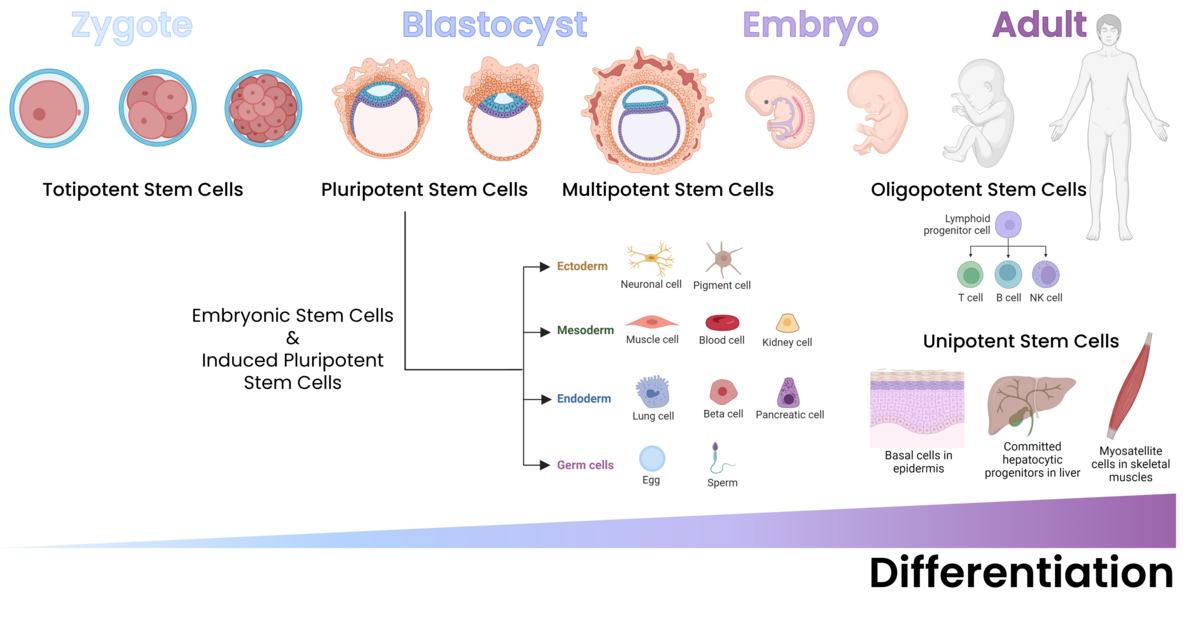 Focus on Stem Cell Biology | Fortis Life Sciences