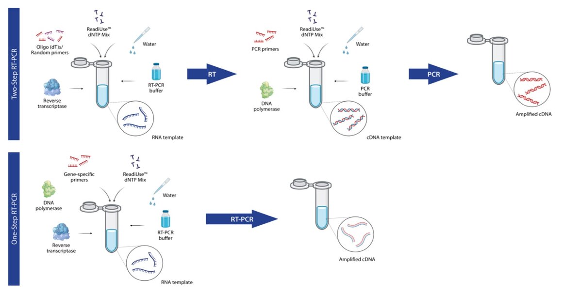 Solutions for Common Challenges in Developing PCR-Based Diagnostic ...