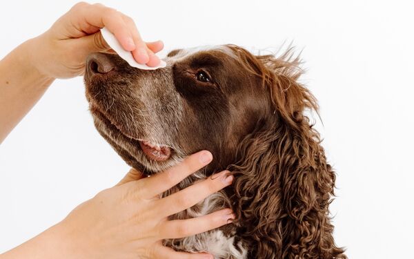 Squeaky Dog Ear Wipes | Gentle Pet Wipes for Dogs - PetFriendly Box