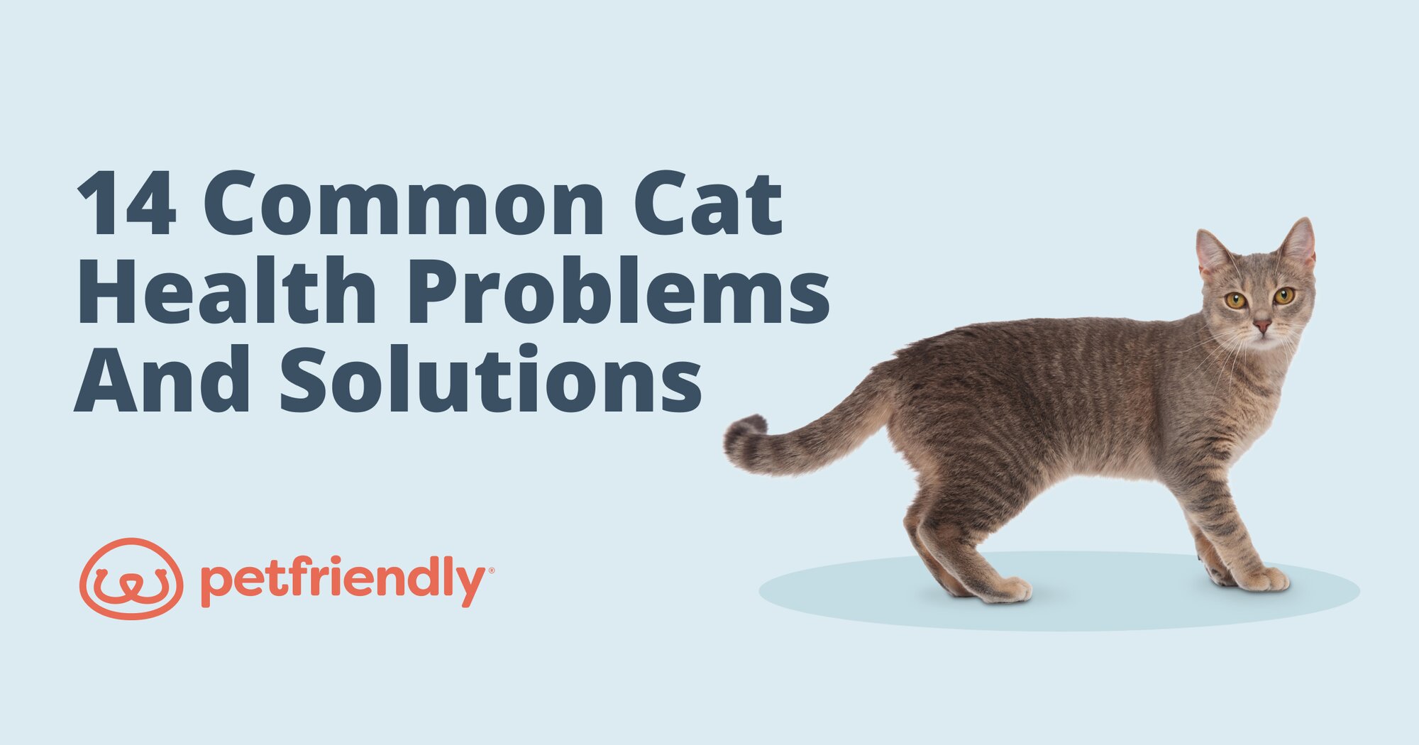 14 Common Cat Health Problems and Solutions - PetFriendly Box