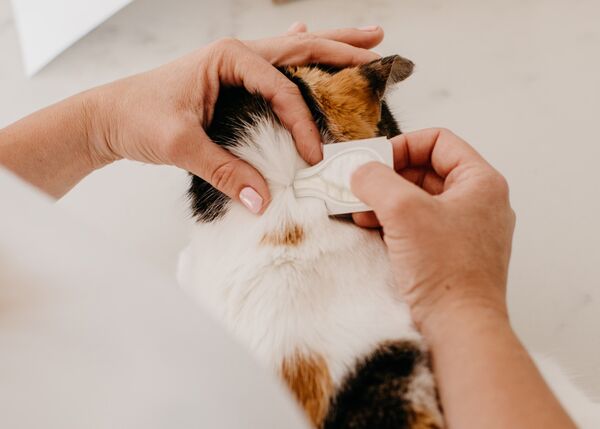 Picture of Topical Flea Treatment for Cats | Purrs Advance® - PetFriendly Box