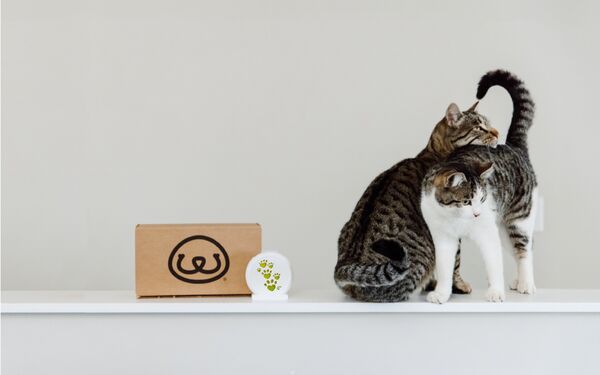 Mellow Cat Calming Diffuser | Cat Pheromone Diffuser - PetFriendly Box
