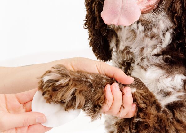 Squeaky Dog Ear Wipes | Gentle Pet Wipes for Dogs - PetFriendly Box