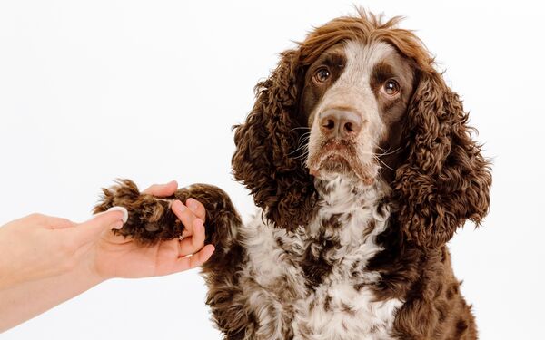 Squeaky Dog Ear Wipes | Gentle Pet Wipes for Dogs - PetFriendly Box