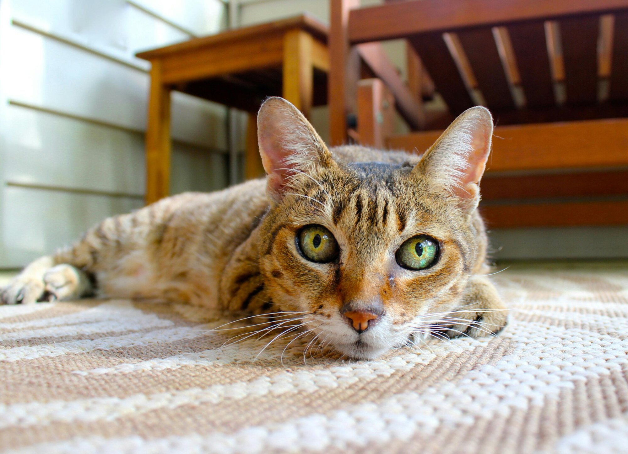 The What, Why, and How of Ear Mites in Cats - PetFriendly Box