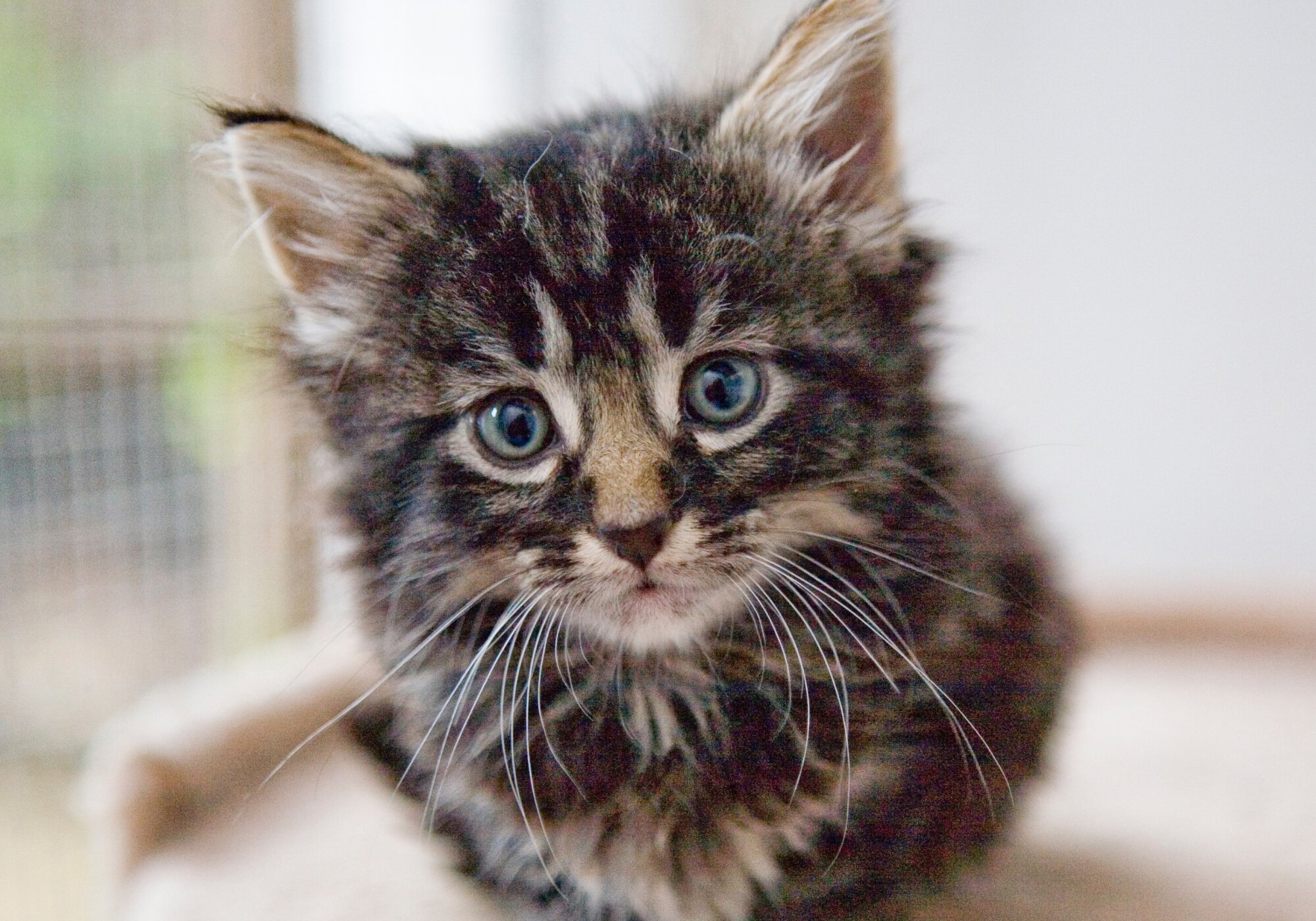 New Cat Guide: 10 Tips for New Cat Owners - PetFriendly Box