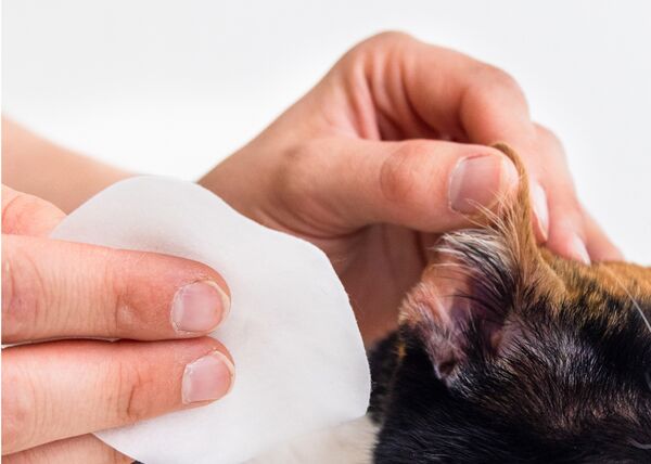 Squeaky Cat Ear Wipes | Gentle Pet Wipes for Cats - PetFriendly Box
