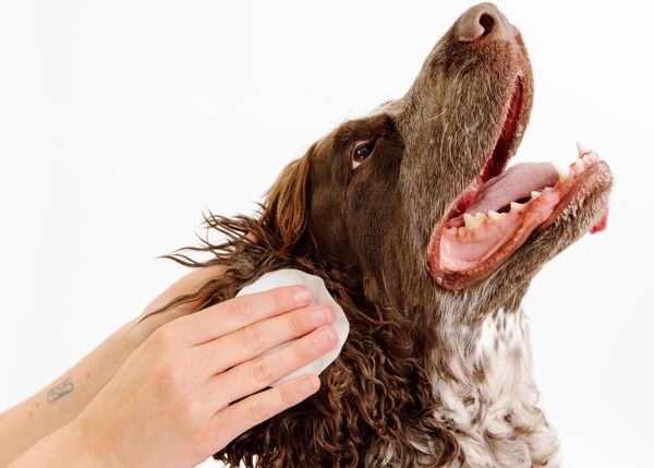 Squeaky Dog Ear Wipes | Gentle Pet Wipes for Dogs - PetFriendly Box
