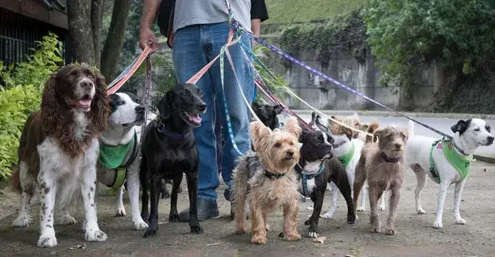 Many different breeds of dogs walked by a man in jeans