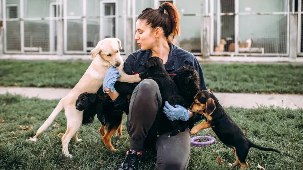 The owner of a dog-walking business cuddles with puppies. The state of Illinois doesn't require you to create an LLC operating agreement, but it is recommended for small business owners. 