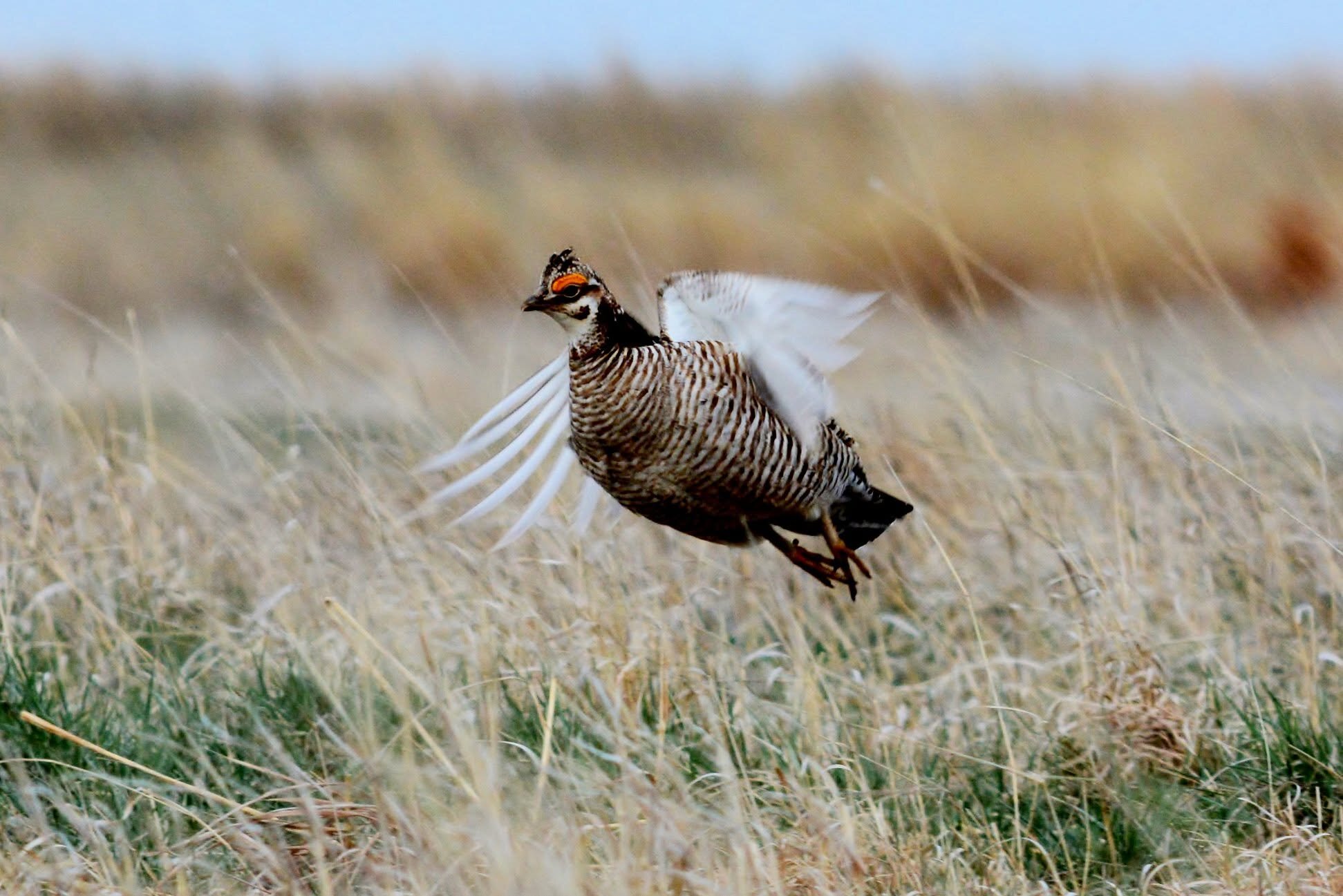 2,100 acres of land acquired to restore Colorado’s critically ...