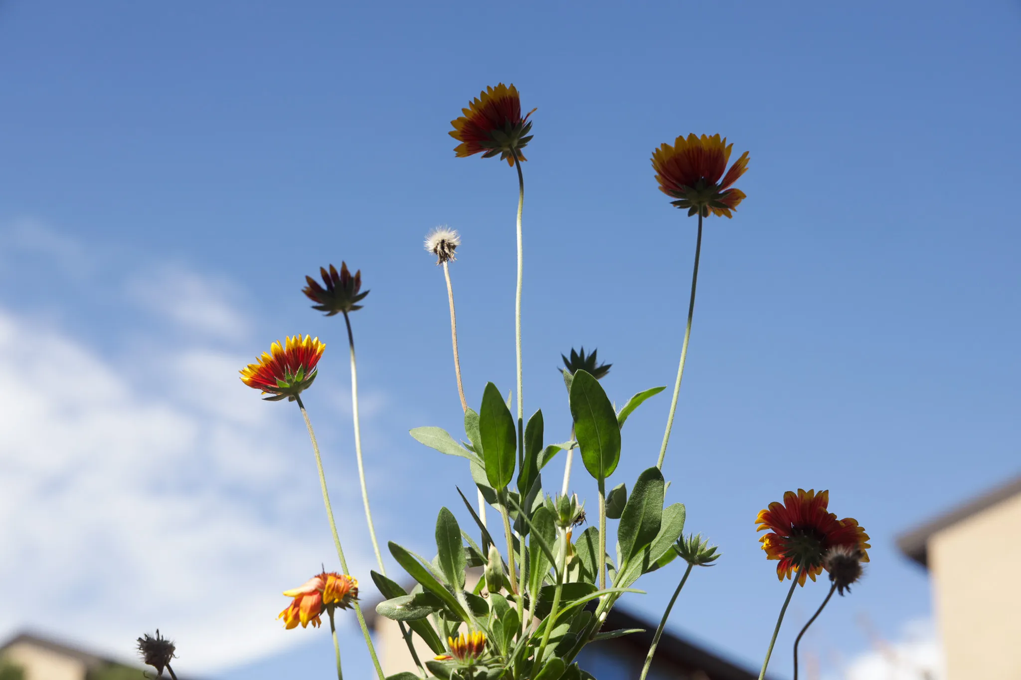 Indigenous garden at Fort Lewis College brings students closer to their ...