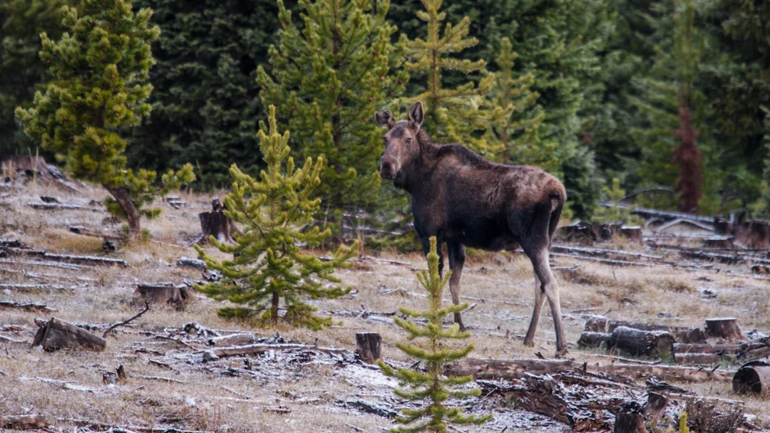 Counting moose in the moose viewing capital of Colorado | Rocky ...