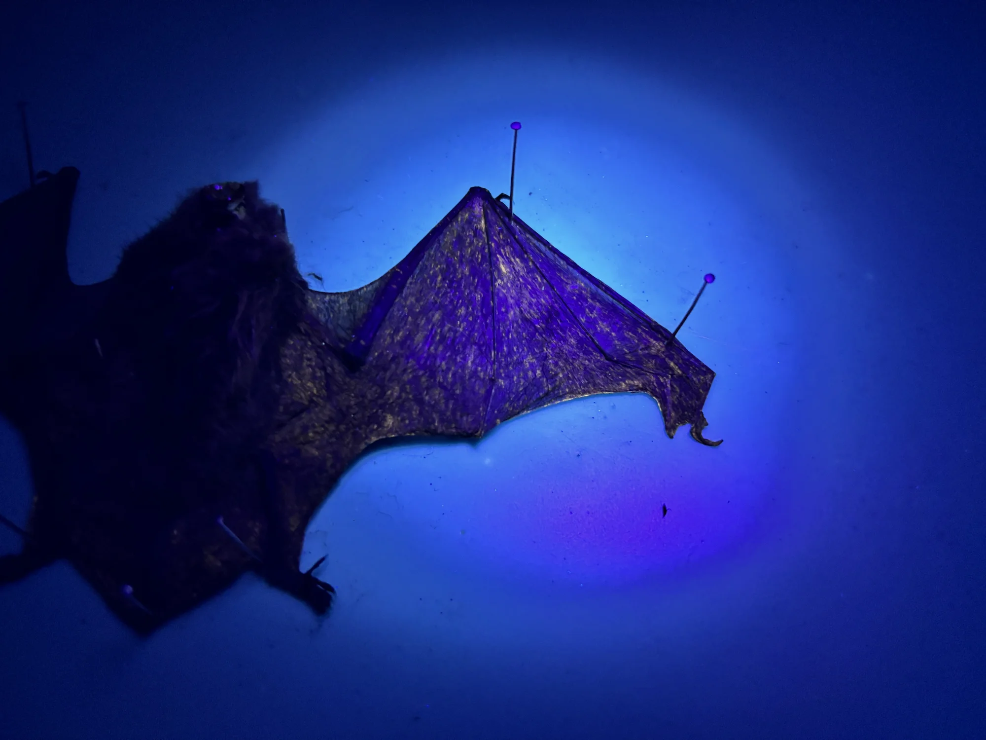 A devastating bat disease continues to spread in Colorado | Rocky ...