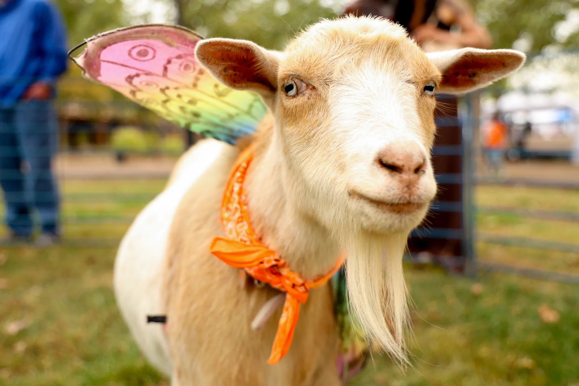 Meet the fashion show GOATs | Rocky Mountain PBS
