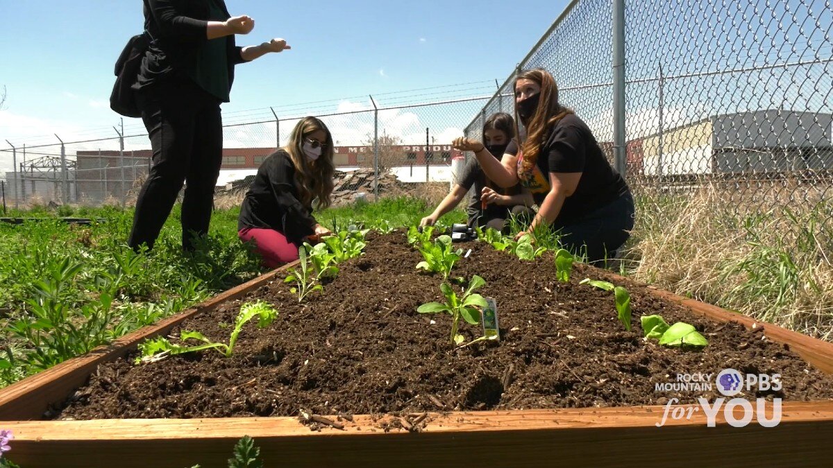 Huerta Urbana New urban farming program sprouts in Denver Rocky