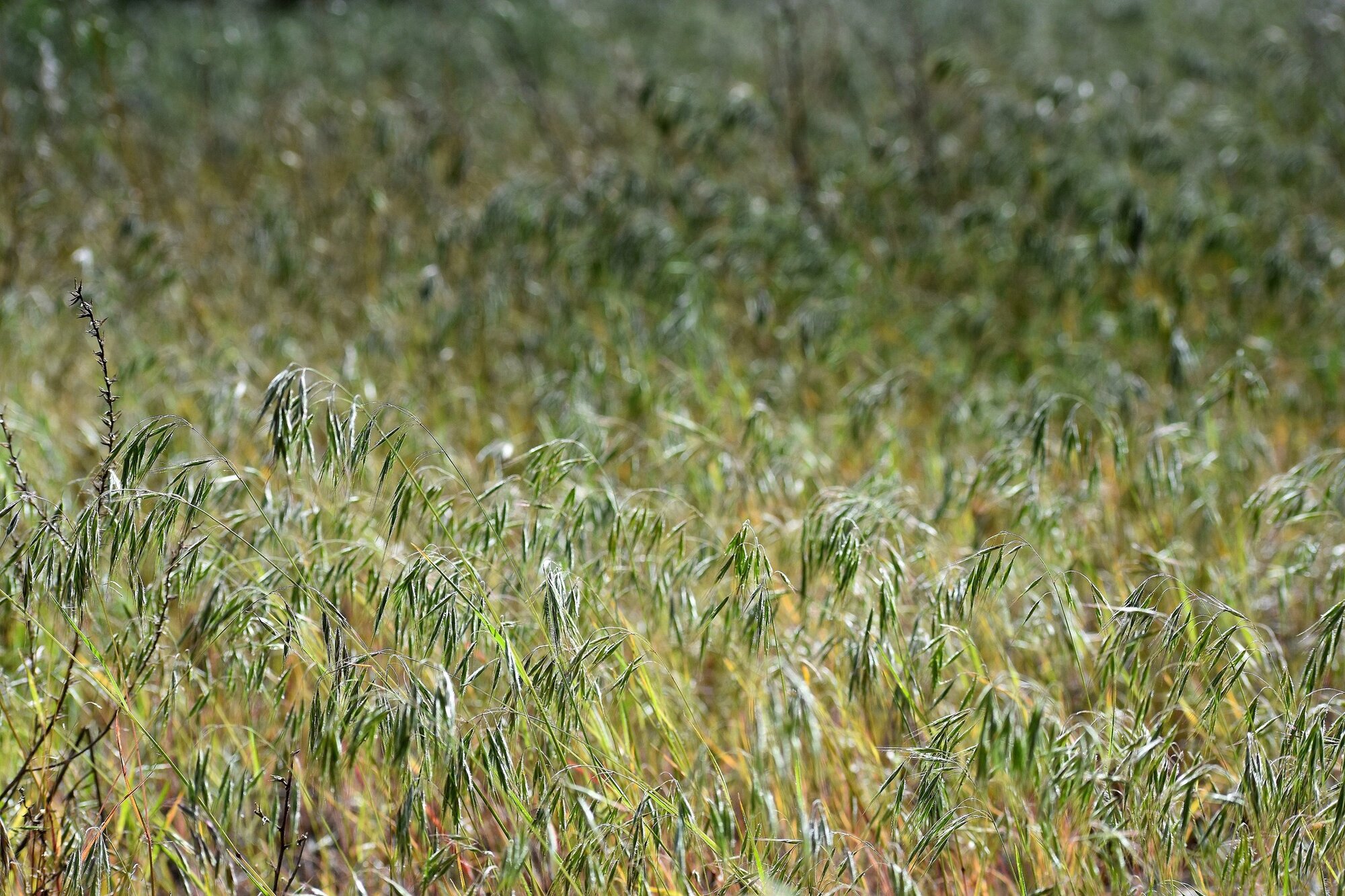 Losing our natural landscape to invasive species | Rocky Mountain PBS