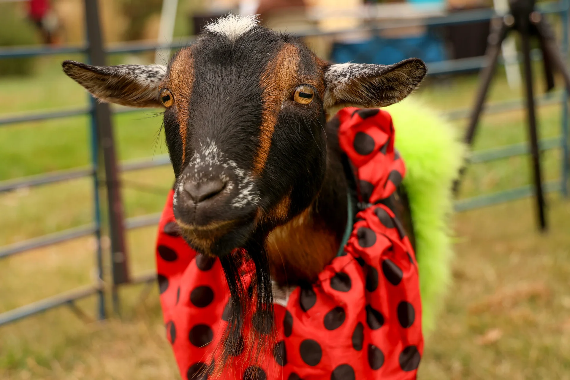 Meet the fashion show GOATs | Rocky Mountain PBS