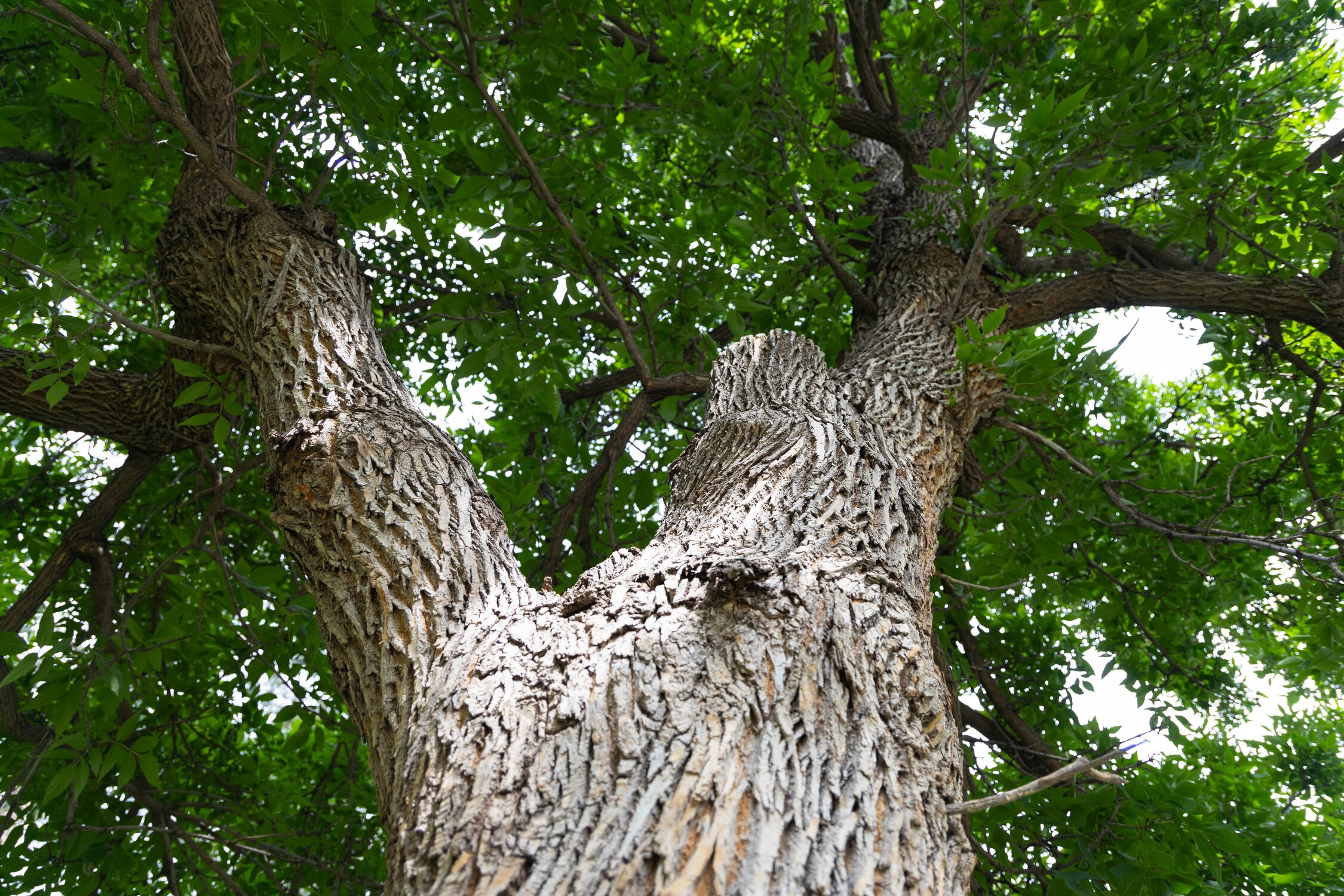 The emerald ash borer is in Denver. What does it mean for your
