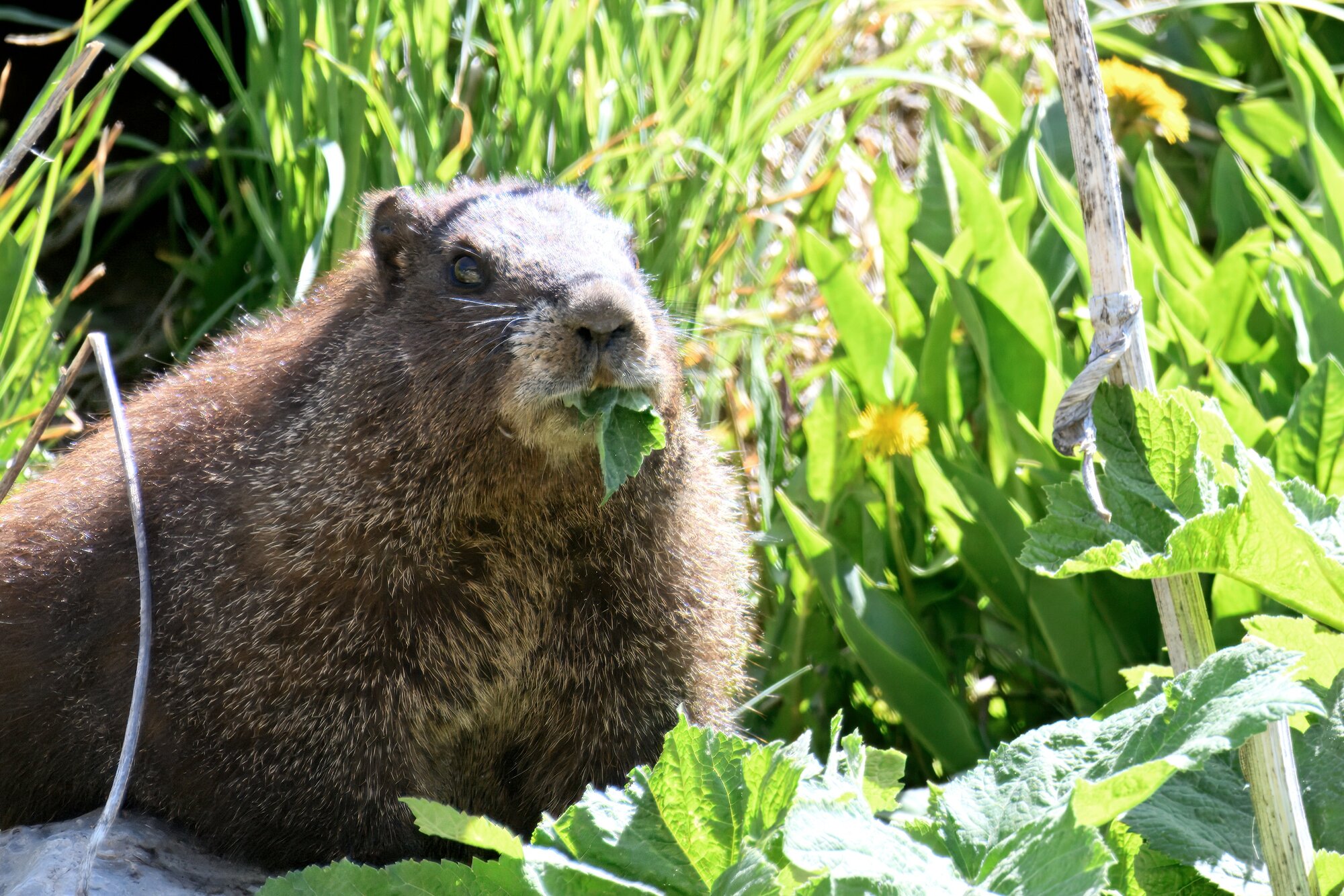 Voting begins for Colorado’s first-ever Fat Marmot Week | Rocky ...