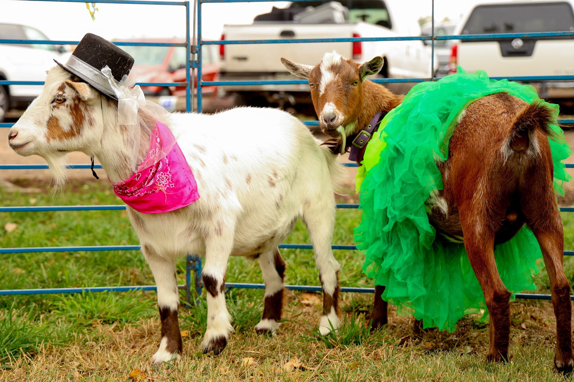 Meet the fashion show GOATs | Rocky Mountain PBS