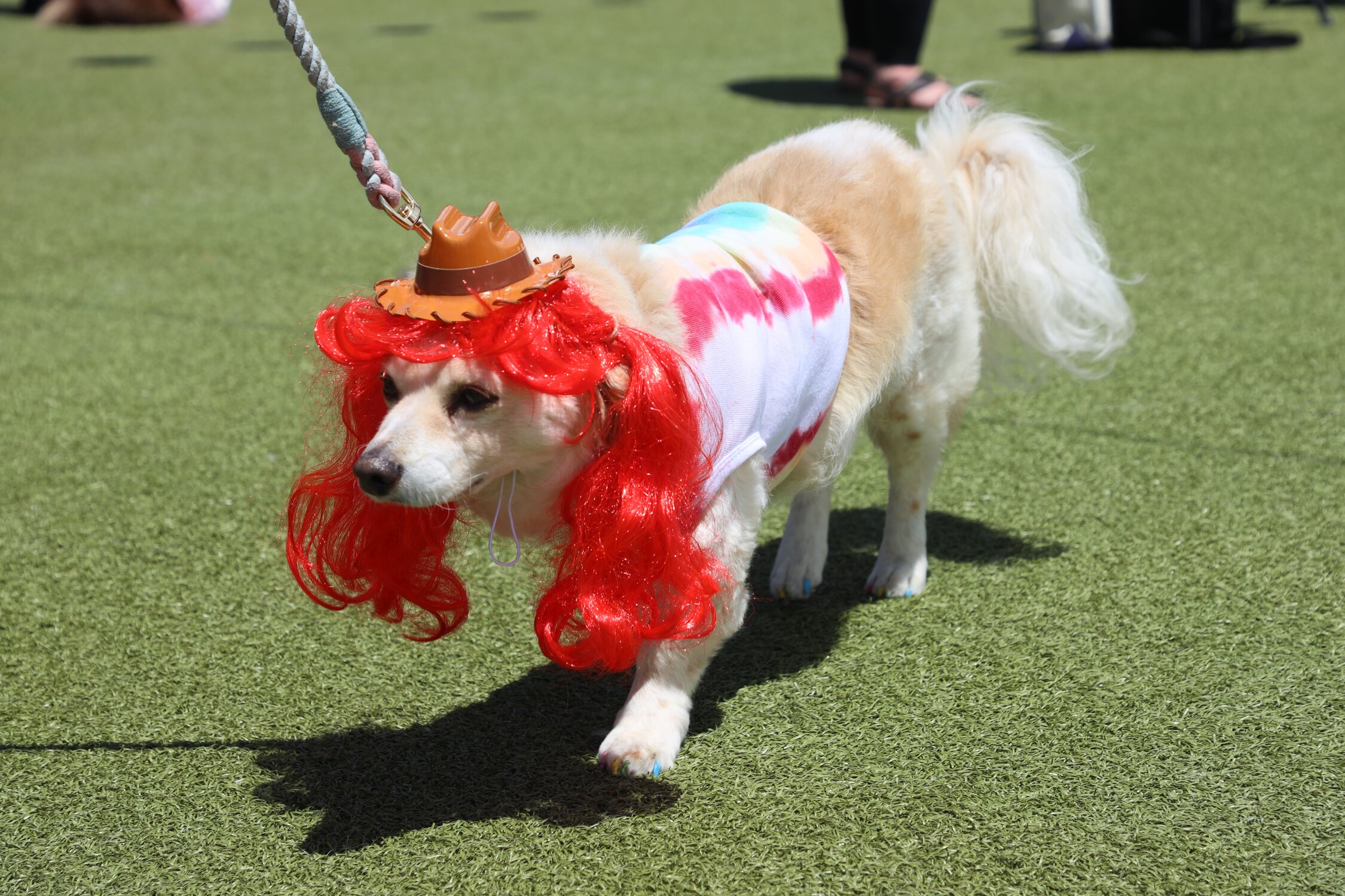 Inside the Mutt Strut, Denver Pride’s dog drag show | Rocky Mountain PBS