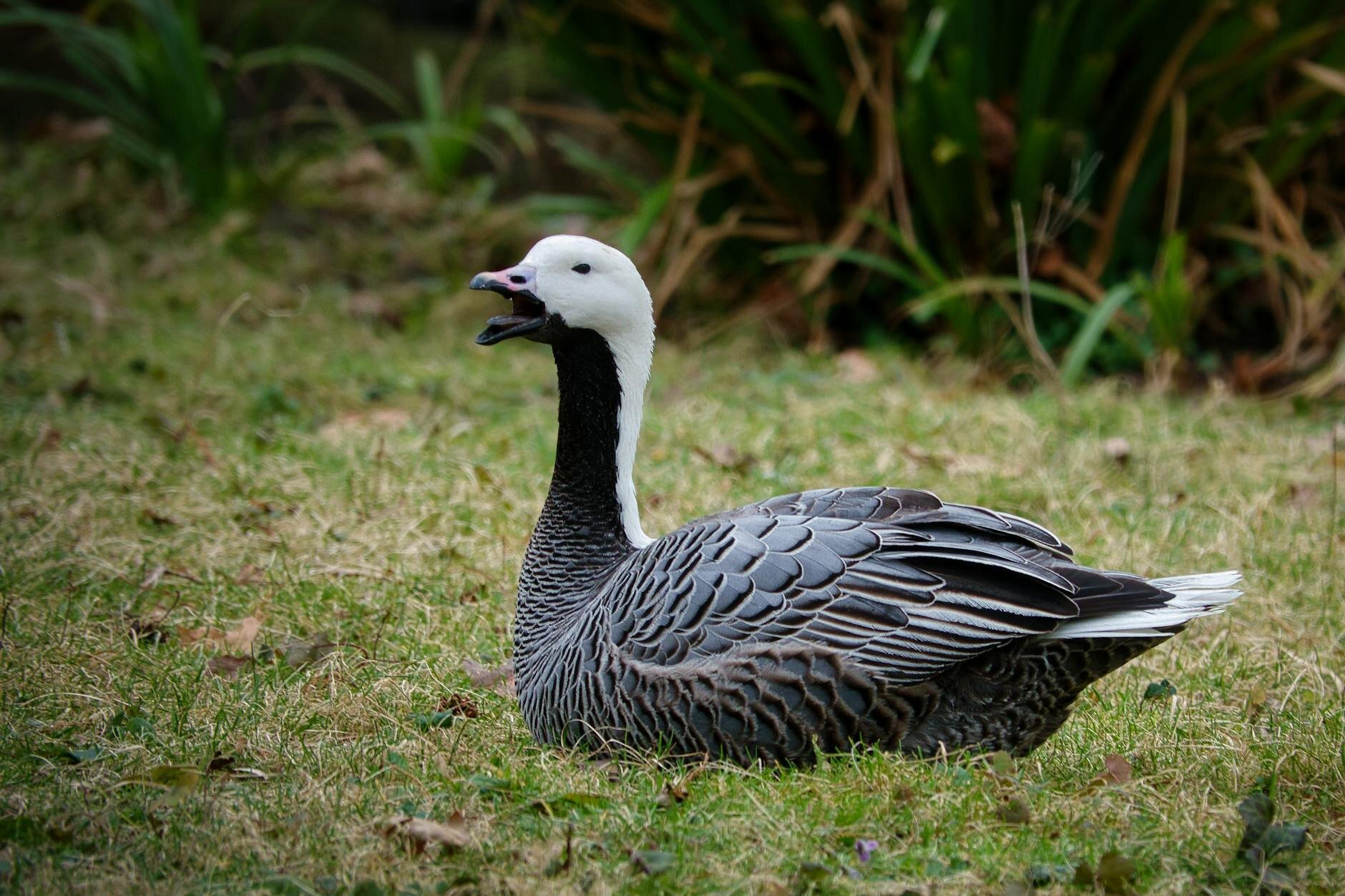 Emperor Goose Hunting Trips in the U.S. - Mallard Bay