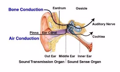 bone conduction diagram 